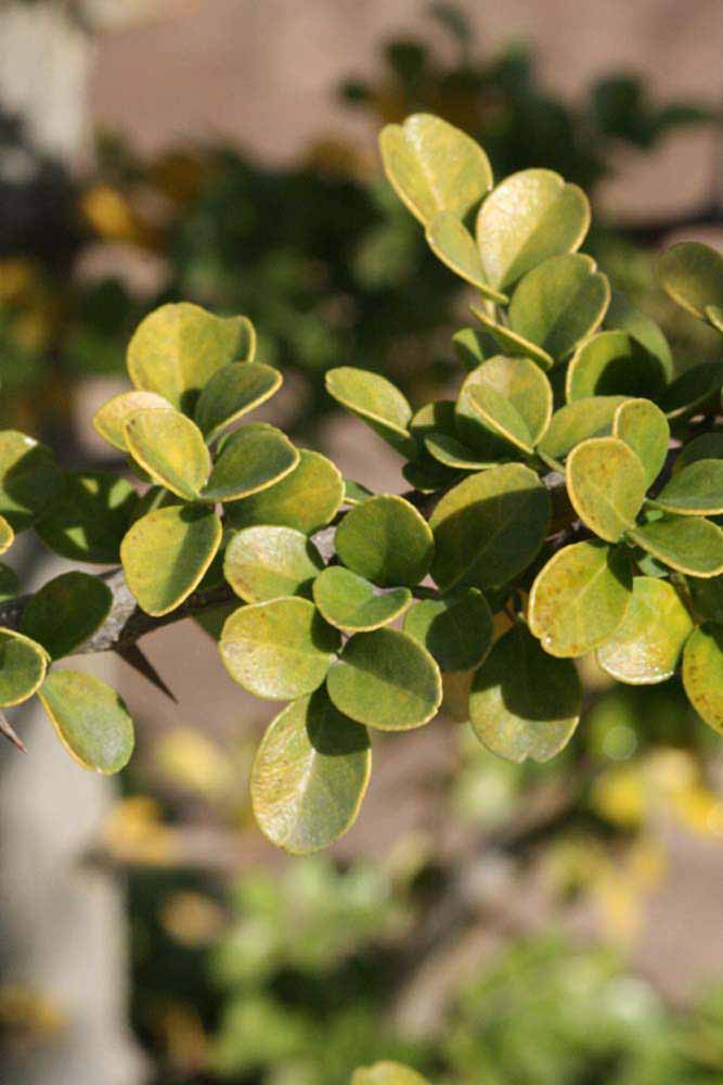            Sun leaves (Riverside, CA)   